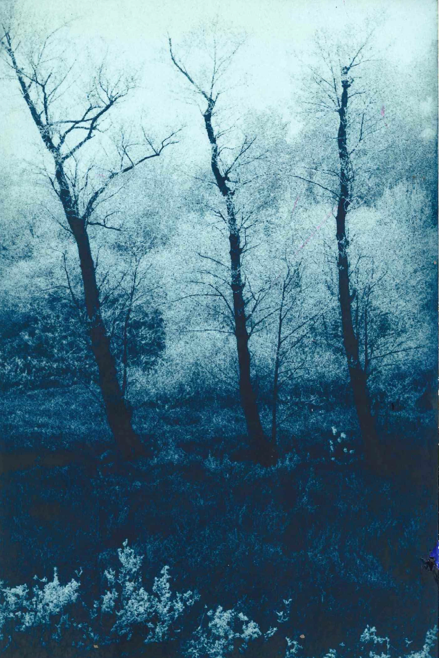 Drei Bäume, 2011